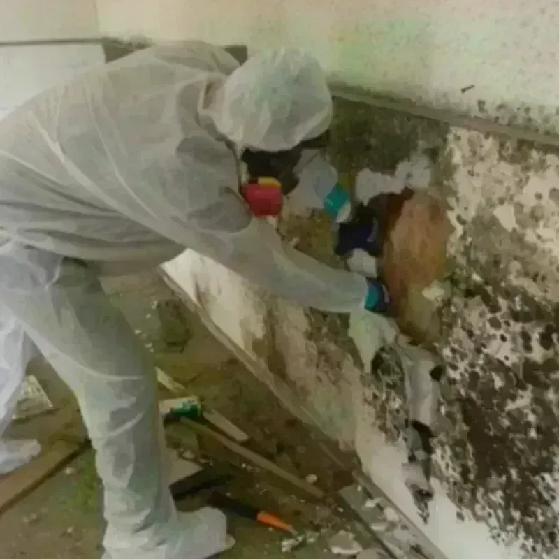 Mold Remediation and Removal in Rutherford, TN